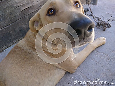 Curious Dog Stock Photo