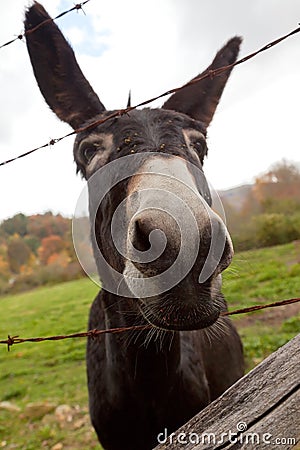 Curious Donkey Stock Photo