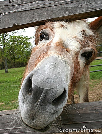 Curious Donkey Stock Photo