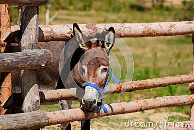 Curious donkey Stock Photo