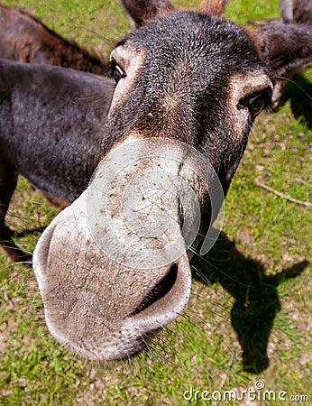 Curious donkey Stock Photo