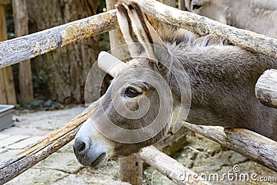 Curious donkey staring Stock Photo