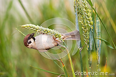 Curious eurasian tree sparrow hanging on haulm in the summer. Stock Photo