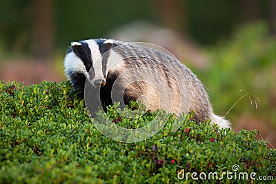 Curious european badger walking in cranberry bushes in summer nature Stock Photo