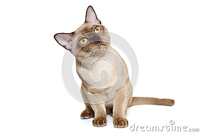Curious European Burmese cat Stock Photo