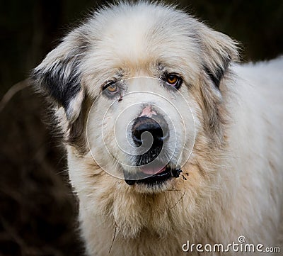 Curious Face of A Great Pyrenees Herding Dog Stock Photo