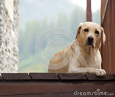 Curious faithful labrador Stock Photo