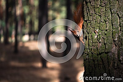 Curious fluffy red squirrel on the tree trunk in the park Stock Photo