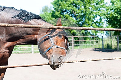 Curious friendly chestnut horse reaching to camera lens. Stock Photo