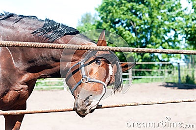 Curious friendly chestnut horse reaching to camera lens. Stock Photo