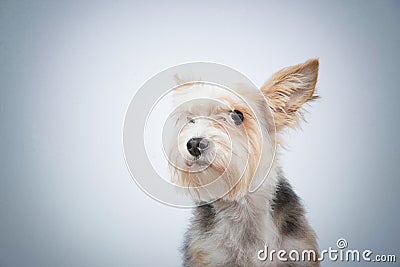 Curious friendly dog with attentive look Stock Photo