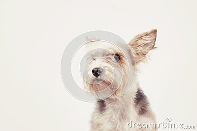 Curious friendly dog with attentive look Stock Photo