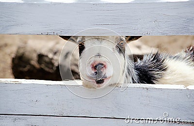 Curious, friendly goat Stock Photo