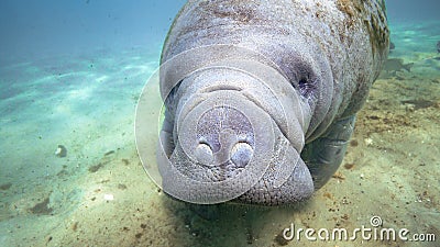 A Curious and Friendly West Indian Manatee Stock Photo