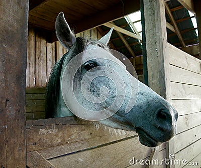 Friendly horse peering out of stall Stock Photo