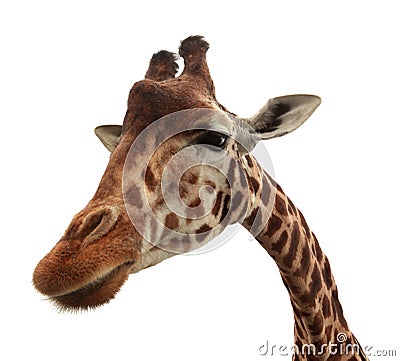 Curious funny giraffe Stock Photo