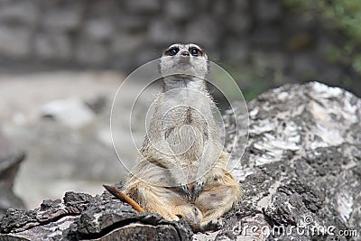 Curious funny meerkat sitting on a stump and looks into the camera. Stock Photo