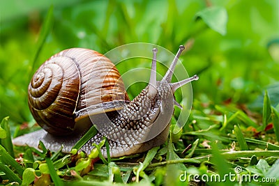 Curious garden snail explores its surroundings in search of greenery Stock Photo