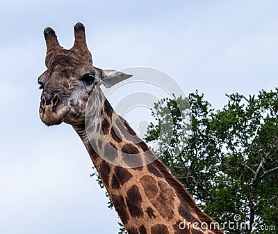 Curious giraffe gazing at tourists Stock Photo