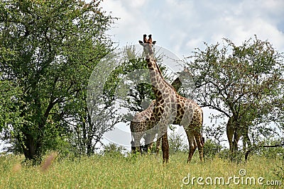 Curious giraffe,Kruger national park Stock Photo