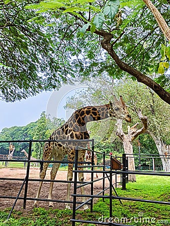 A curious giraffe reaching out to the visitors in Shri Chamrajendra Zoo, Mysore Editorial Stock Photo