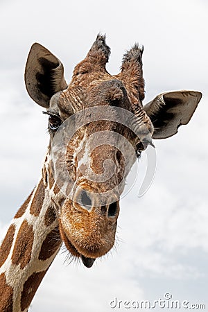 Curious Giraffe with White Cloudy Sky Stock Photo
