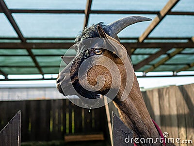 A curious goat peeks out from behind a fence Stock Photo