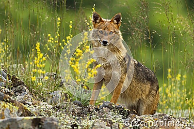 Curious golden jackal standing on rocks and looking to camera in summer Stock Photo