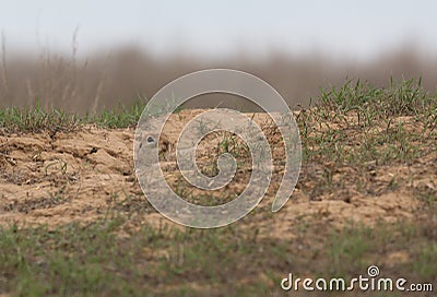 A curious gopher climbed Stock Photo