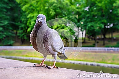 Curious gray pigeon on blurred background. Stock Photo