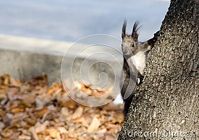 Curious gray squirrel watching behind the tree Stock Photo