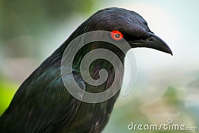 Curious Greater Blue-eared Glossy Starling, Lamprotornis chalybaeus Stock Photo