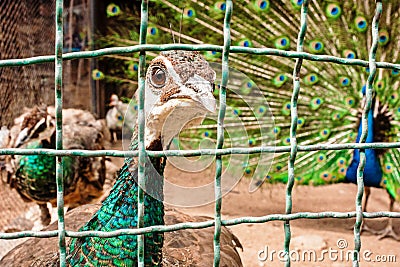 Curious green-necked peafowl sticking his gaze across the bars Stock Photo