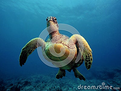 Curious Green Sea Turtle - Oahu Stock Photo