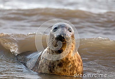 Curious Grey Seal Stock Photo