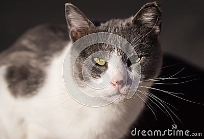 Curious Grey And White Cat Stock Photo