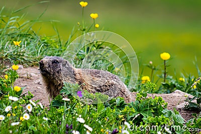 Curious groundhog awakened from hibernation in spring Stock Photo