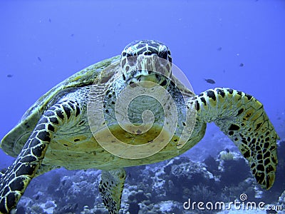 Curious hawksbill sea turtle (endangered) Stock Photo