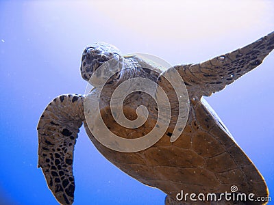 Curious hawksbill sea turtle (endangered) Stock Photo