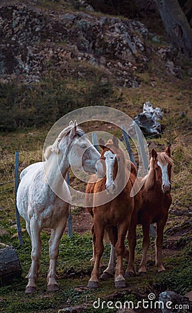Curious horses family in the woods Stock Photo