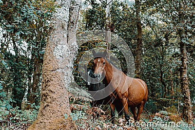 Curious horses in the middle of the forest looking straight to camera during a bright day Stock Photo