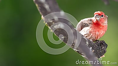 Curious House Finch Perched in a Tree Stock Photo