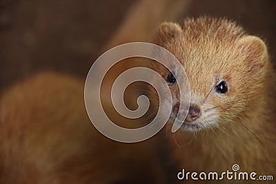 Curious and Inquisitive Orange Ferret Face Up Close Stock Photo