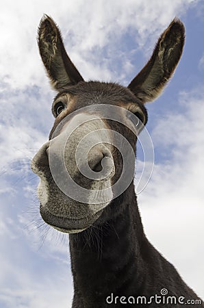 Curious or Donkey Stock Photo