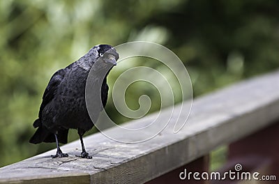 Curious Kaja (corvus monedula) Stock Photo