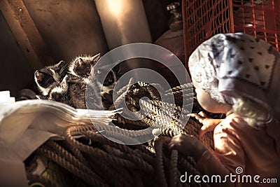 Curious kid playing pet kittens in barn countryside concept animals pet care Stock Photo