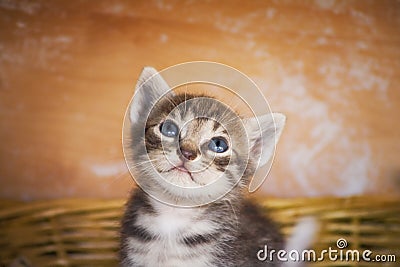 Curious kitten Stock Photo