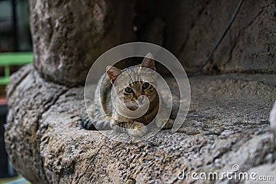 Curious kitten on a rock. Kitten hiding on a rock. Stock Photo