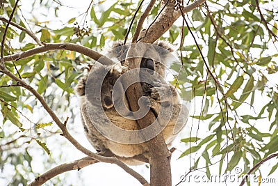 Curious koala baby with sleepy mummy, Kangaroo Island, Australia Stock Photo