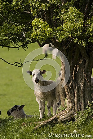 Curious lamb Stock Photo